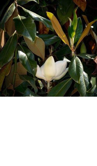 jss_magnolia